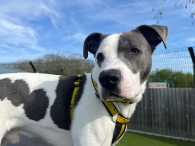 Jester | Terrier (Staffordshire Bull) Cross | Evesham (Worcestershire) - 5