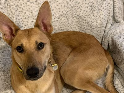 Trigger | German Shepherd Dog Cross | Newbury (Berkshire) - 3