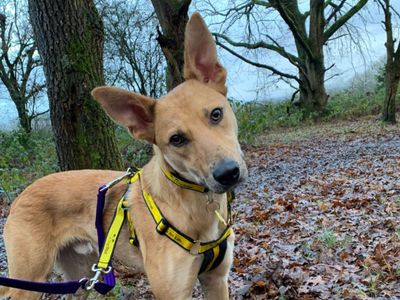 Trigger — German Shepherd Dog Cross