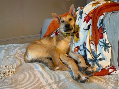 Trigger | German Shepherd Dog Cross | Newbury (Berkshire) - 1