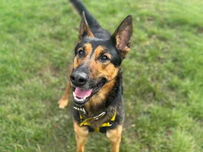 Maggie | German Shepherd Dog | Basildon (Essex) - 2