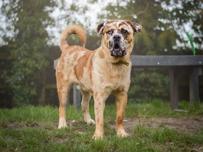 Tiger | Chow Chow Cross | Kenilworth (West Midlands) - 5