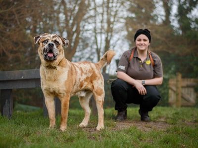 Tiger | Chow Chow Cross | Kenilworth (West Midlands) - 3