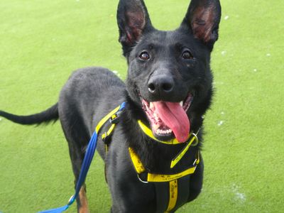 Rose | Belgian Shepherd Dog (Malinois) Cross | Harefield West London - 3