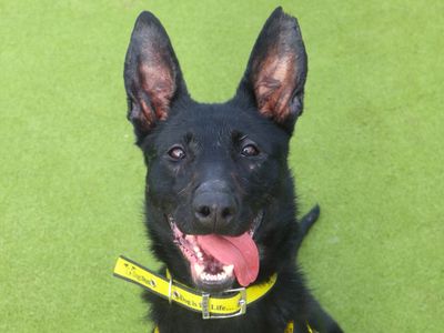 Rose | Belgian Shepherd Dog (Malinois) Cross | Harefield West London - 5