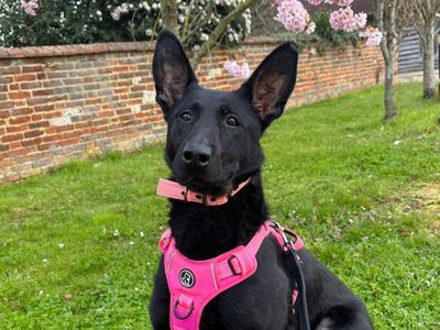 Rose | Belgian Shepherd Dog (Malinois) Cross | Harefield West London - 3