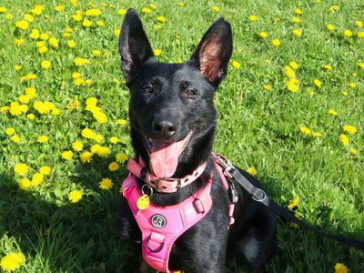 Rose | Belgian Shepherd Dog (Malinois) Cross | Harefield West London - 2