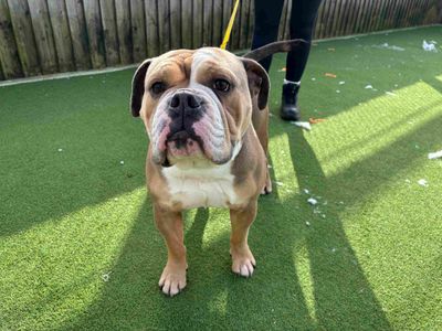 Obi | Bulldog | Cardiff - 3