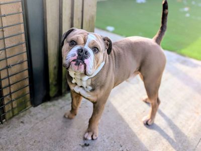 Obi | Bulldog | Cardiff - 5