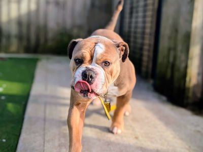 Obi | Bulldog | Cardiff - 3