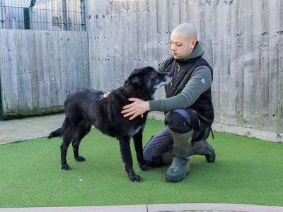 Yogi Bear | Siberian Husky Cross | Evesham (Worcestershire) - 3