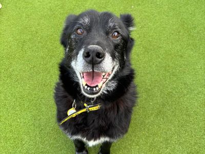 Yogi Bear | Siberian Husky Cross | Evesham (Worcestershire) - 3