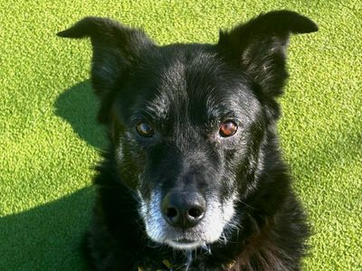 Yogi Bear | Siberian Husky Cross | Evesham (Worcestershire) - 5