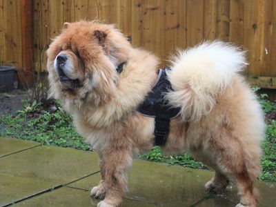 Freddie | Chow Chow | Merseyside (Liverpool) - 3