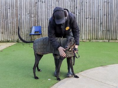 Fire | Greyhound | Evesham (Worcestershire) - 5