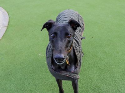 Fire | Greyhound | Evesham (Worcestershire) - 3