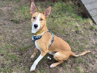 Bingo | Collie (Smooth) | Shrewsbury (Shropshire) - 5