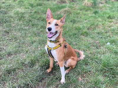 Bingo | Collie (Smooth) | Shrewsbury (Shropshire) - 3