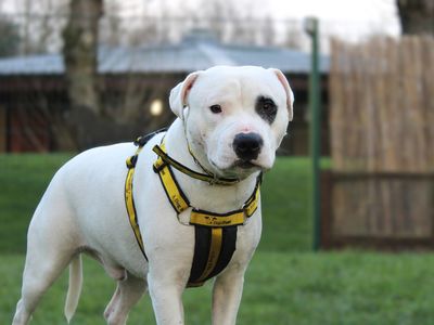 Bullseye | Terrier (Staffordshire Bull) | Merseyside (Liverpool) - 3