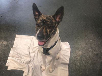 Hugo | Akita Cross | Newbury (Berkshire) - 3