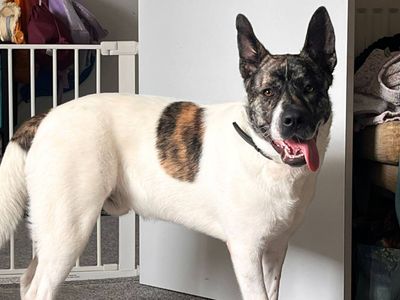 Hugo | Akita Cross | Newbury (Berkshire) - 1