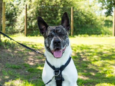 Hugo | Akita Cross | Newbury (Berkshire) - 5