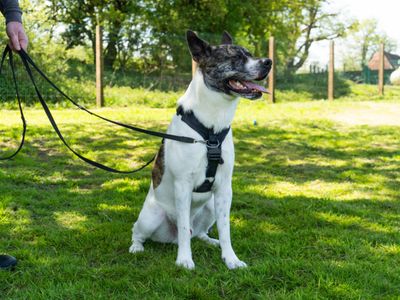 Hugo | Akita Cross | Newbury (Berkshire) - 3