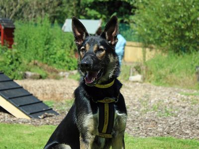 Billy, a 1 year old male German Shepherd available for adoption from Dogs Trust in Merseyside
