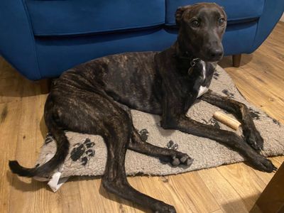Bryn, a 1 year old male Lurcher available for adoption from Dogs Trust in Warwickshire
