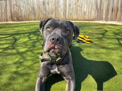 Poppy | Terrier (Staffordshire Bull) | Manchester - 3