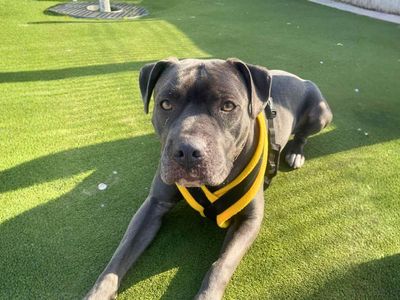 Poppy | Terrier (Staffordshire Bull) | Manchester - 5