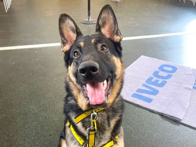 Ernest | German Shepherd Dog | Shoreham (Sussex) - 3