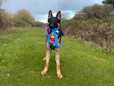Ernest | German Shepherd Dog | Shoreham (Sussex) - 5