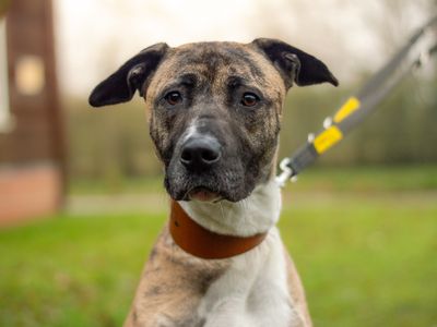 Ella | Lurcher Cross | Kenilworth (West Midlands) - 5