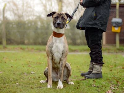 Ella | Lurcher Cross | Kenilworth (West Midlands) - 3