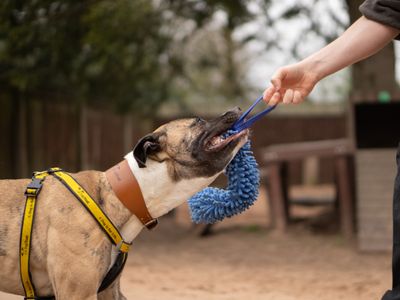 Ella | Lurcher Cross | Kenilworth (West Midlands) - 5
