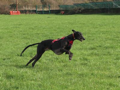Eric | Greyhound | Harefield West London - 2
