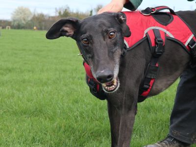 Eric | Greyhound | Harefield West London - 3