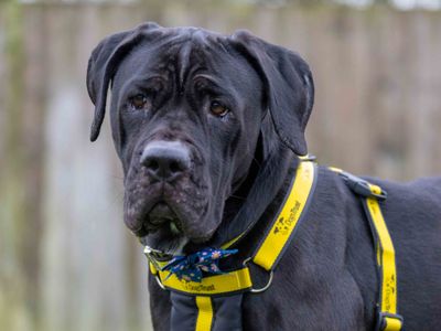 Saffie | Italian Corso Dog Cross | Loughborough - 2