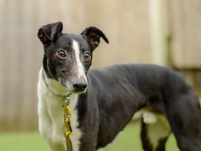 Butler | Whippet | Kenilworth (West Midlands) - 1