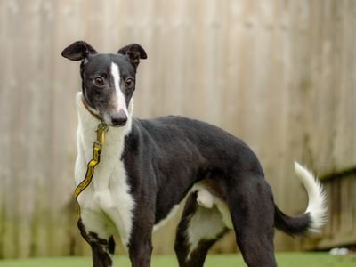 Butler | Whippet | Kenilworth (West Midlands) - 3