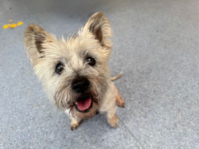 Honey, a 10 years old female Cairn Terrier available for adoption from Dogs Trust in Norfolk