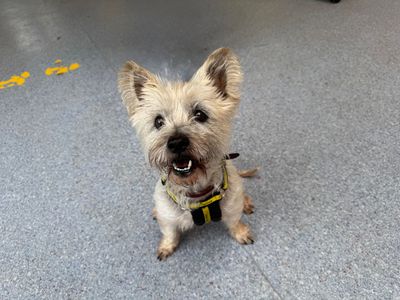 Honey | Terrier (Cairn) | Snetterton (Norfolk) - 2