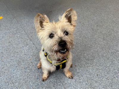 Honey | Terrier (Cairn) | Snetterton (Norfolk) - 3
