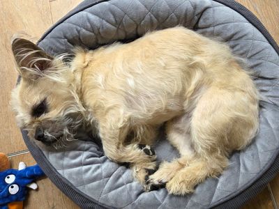 Rubble | Shih Tzu Cross | Harefield West London - 3