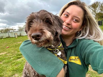 Winston | Retriever (Golden) Cross | Snetterton (Norfolk) - 5