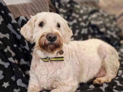 Lottie | Retriever (Golden) Cross | Snetterton (Norfolk) - 1