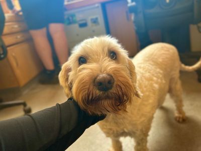 Lottie | Retriever (Golden) Cross | Snetterton (Norfolk) - 3