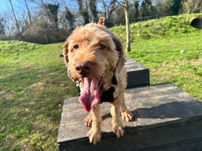 Eddie Doodle | Retriever (Golden) Cross | Snetterton (Norfolk) - 3