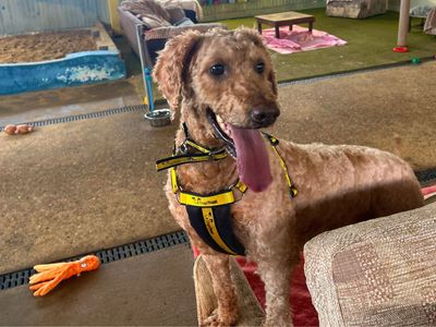 Rory | Retriever (Golden) Cross | Snetterton (Norfolk) - 5